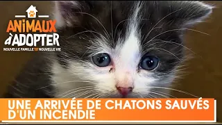 Une arrivée de chatons à la SPA sauvés d'un incendie - Animaux A Adopter