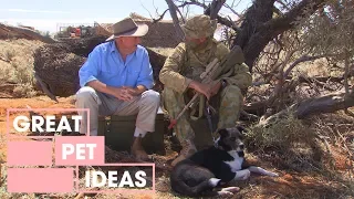 Explosive Detection Dogs: Part 2 | Pets | Great Home Ideas