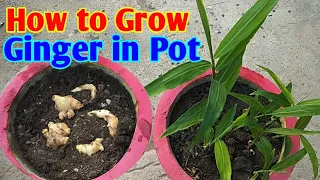 गमले में अदरक कैसे उगाए / How to Grow Ginger in pot / How to Grow Ginger Plant from Ginger
