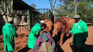 LARRO'S RESCUE | Sheldrick Trust