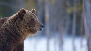 Martinselkonen - Finland - Bear Watching and Photography