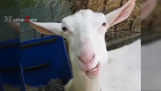 funny goats/ Try not to laugh challenge goat edition