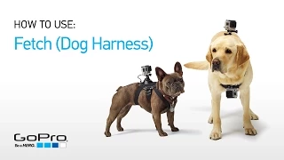 GoPro: Introducing Fetch (Dog Harness)