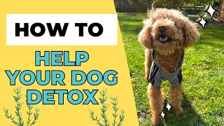 How To Detox Your Dog - Naturally!