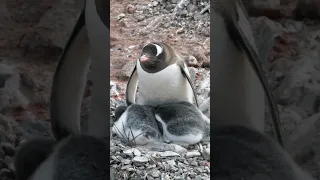 penguin's colony #antarctica #animals #wildlife #penguin #penguins #birds #explore #antartica