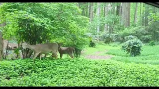 Deer Spotting #shortvideo #nature #natureshorts #spring #youtubeshorts #season #peace #shortsvideo