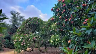 Plumeria Grove Collection, Koko Crater Botanical Garden, Honolulu, Hawaii - May 2022