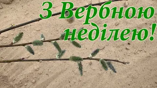 Привітання з Вербною неділею! Вітання на Вербну неділю! Гарне музичне вітання з Вербною неділею