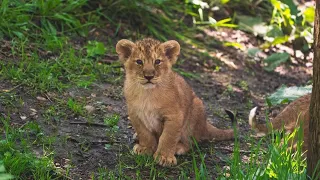 CUTE LION CUBS IN LONDON ZOO ZSL