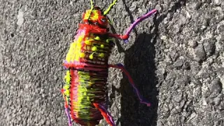 Pop beetle