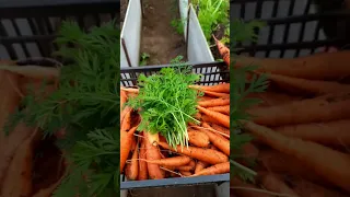 Морковная ботва для снижения сахара в крови