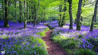 Послушайте эту музыку и вам станет легче🌿Нежная музыка,успокаивает нервную систему и радует душу #6