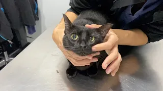 My Cats Yearly Vet Checkup