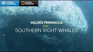 Southern Right Whales of Valdés Peninsula | Lindblad Expeditions-National Geographic
