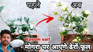 Get maximum flowering on Mogra plant, Epsom salt fertilizer