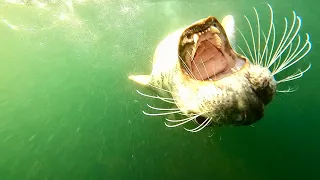 The Atlantic Grey Seal in slow motion   HD 1080p