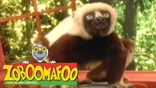🐒 Zoboomafoo 🐒 116 | Itchy - Full Episode | Kids TV Shows