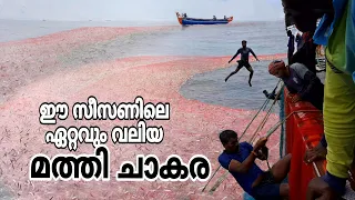 ഈ സീസണിലെ ഏറ്റവും വലിയ മത്തി ചാകര 🔥/amazing net fishing in indian sea /😱