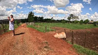 Немецкая Колония Зомерфельд в Парагвае. Фермерское хозяйство. Colonia Sommerfeld in Paraguay.