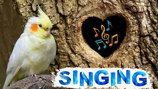 Cockatiel singing & whistle training |  cockatiel talking