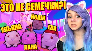 У ЙОШИ БЕШЕНСТВО?!  Roblox Guinea Pig Simulator