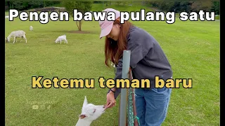 Begini ya cara Orang Jepang pelihara Kambing...