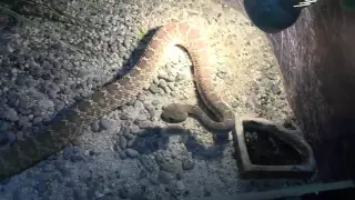 Red rattlesnake in the Moscow Zoo / Красный Гремучник в Московском Зоопарке