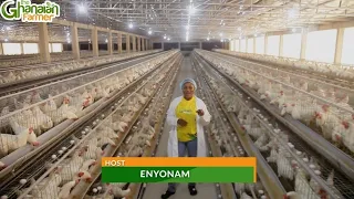 How A Ghanaian Built 150,000 Thousand Empire Of Poultry Farm In Central Region | BIG  Investment