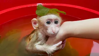 Baby Monkey Momo bathes in medicinal leaves to treat dermatitis