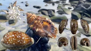 Low Tide shelling after a huge storm with dream seashell finds! Virtual shell hunting in Australia!