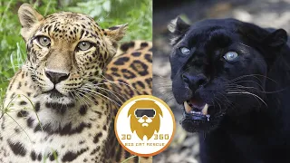 Big Cat Facts: Leopards 3D 180VR