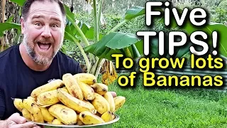 5 Tips How to Grow a Ton of Bananas in the Backyard