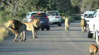 Casper The White Lion And Brothers Searching For The Satara Lionesses And Cubs