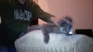 Профессиональный массаж для кошек