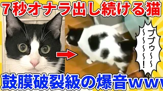 【2ch動物スレ】7秒間オナラを出し続けるヌコ→爆音がうるさすぎてヤバいｗｗｗｗｗ