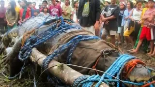 Monster Killer Crocodile That Ate Four Fishermen Captured In Ugandan Village