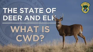 The State of Deer and Elk: What Is CWD?