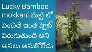 Lucky Bamboo మొక్కను ఈజీగా ఎలా పెంచుకోవాలి