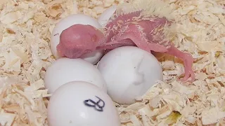 Astuce et secret pour une bonne saison de reproduction oiseaux  et avoir le maximum d'œufs fécondé.