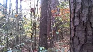 bigfoot sighting November 24, 2013