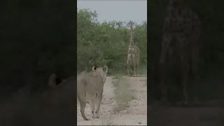 Lion vs Giraffe