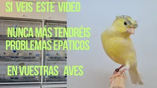 CON ESTO SE ACABARON LOS PROBLEMAS EPATICOS DE NUESTRAS AVES