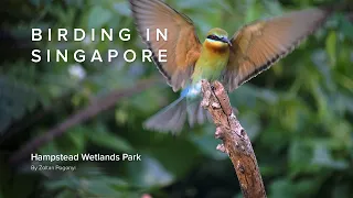 Birding in Singapore: Hampstead Wetlands Park (4K HDRI; Dolby Vision)