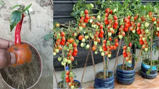 Grow tomatoes for your family with this method, how to grow tomatoes