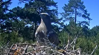 Àguila marcenca dels Ports - L'ou desatès 🤔 (08.05.2024)