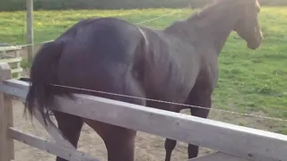 Horse scratches its butt on electric fence