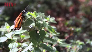 La Lección de la Mariposa Monarca