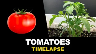 Growing Tomatoes From Seeds Time Lapse (45 days)