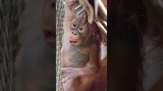 Baby Orangutan Climbs Up To See Me !!