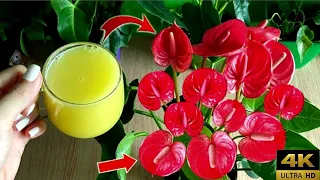 Just need 1 cup, use once, flowers bloom all year long|#anthurium #orchid #viral #flowercare #plants